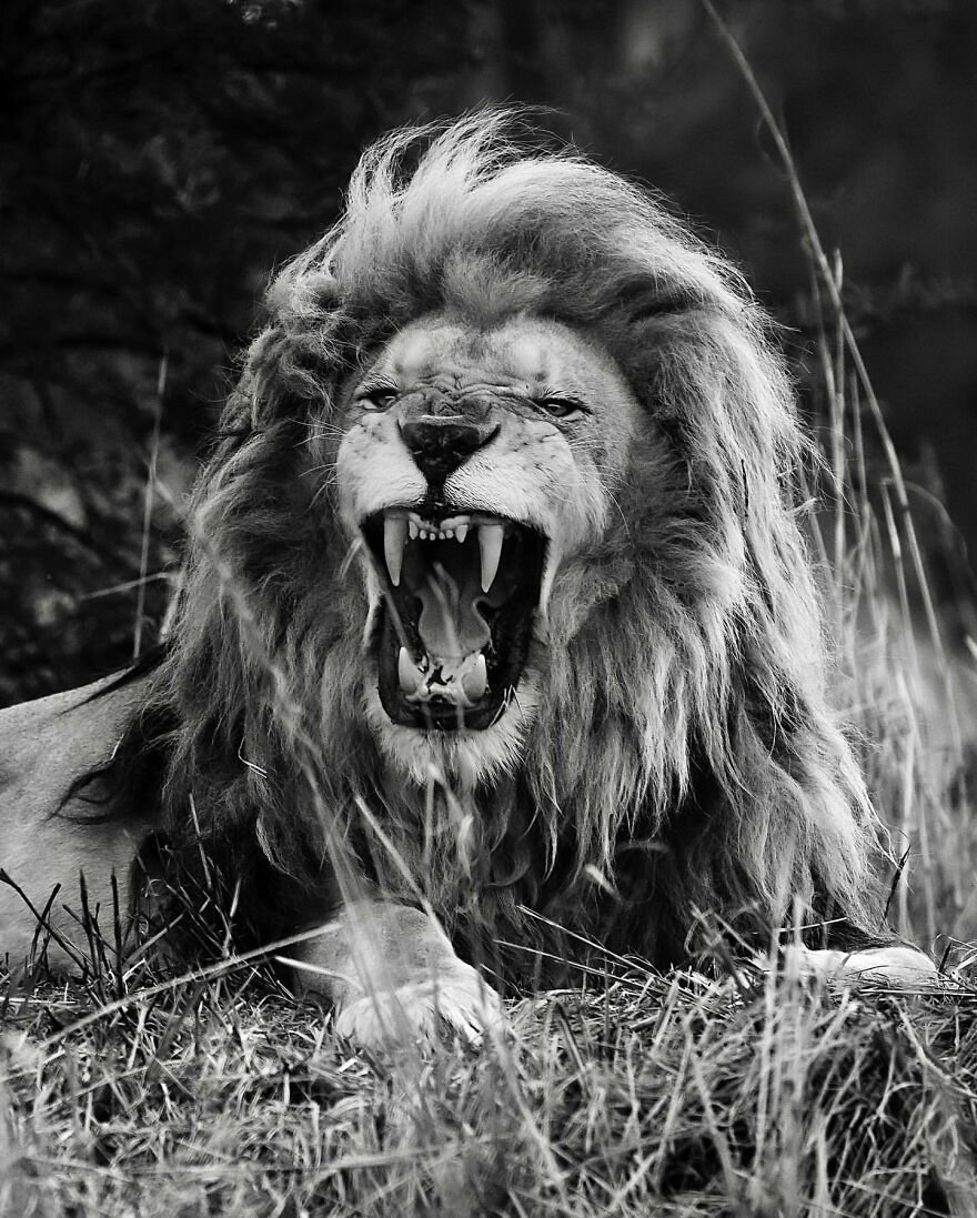 Yabani Aslan 12