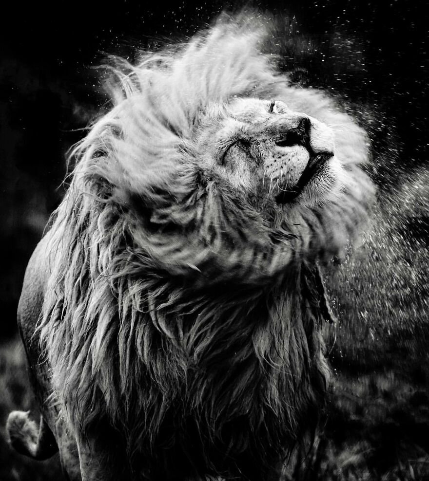 Yabani Aslan 13