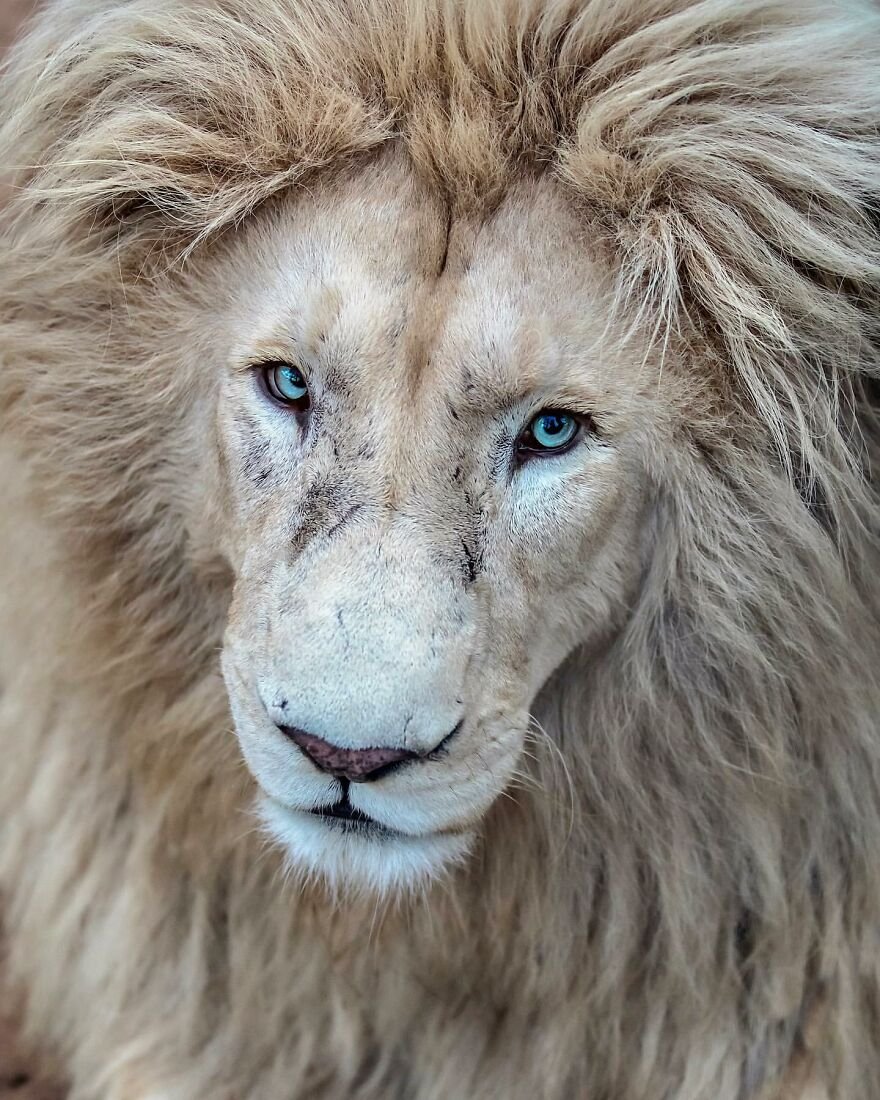 Yabani Aslan 14