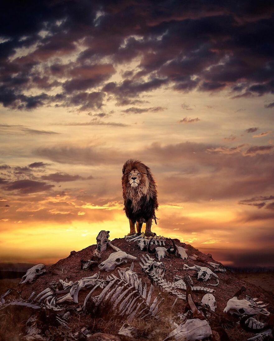 Yabani Aslan 22