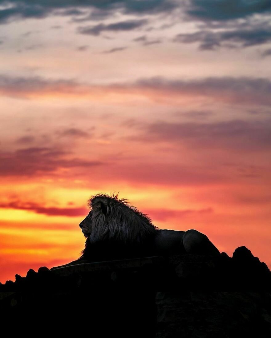 Yabani Aslan 3