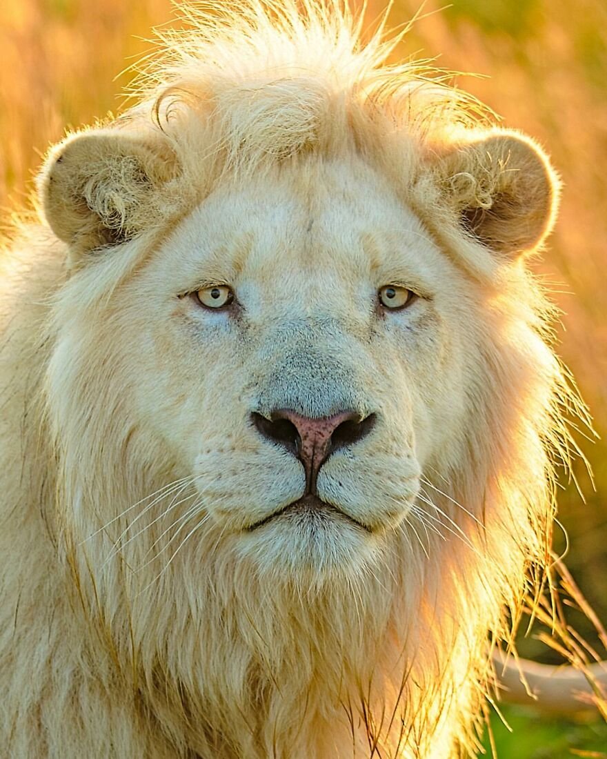 Yabani Aslan 5