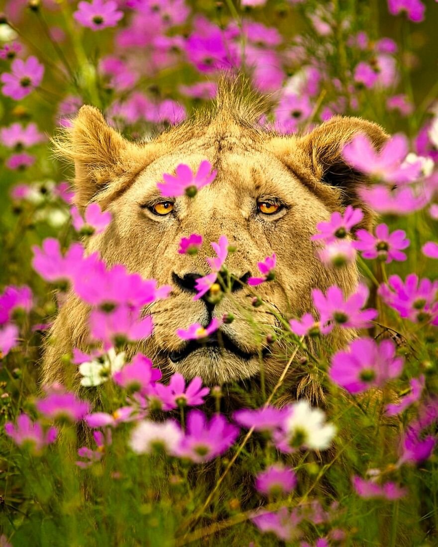 Yabani Aslan 6