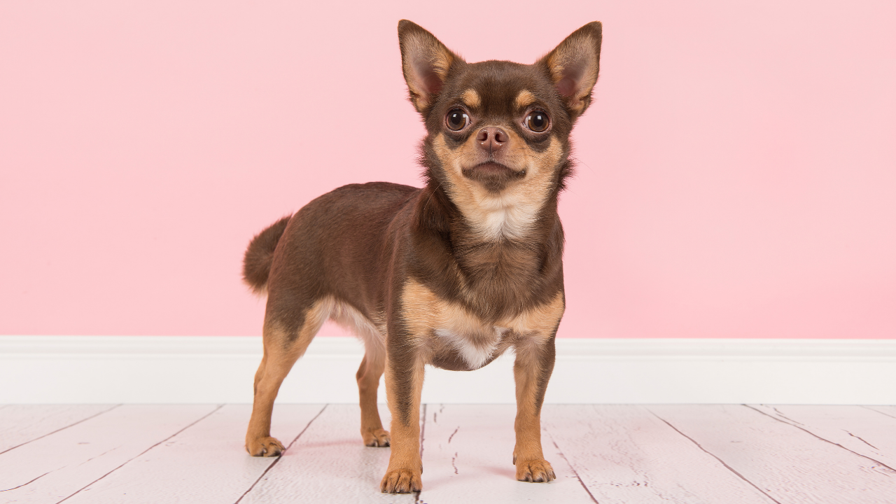 Chihuahua (Çivava) Köpeği Özellikleri Ve Bakımı