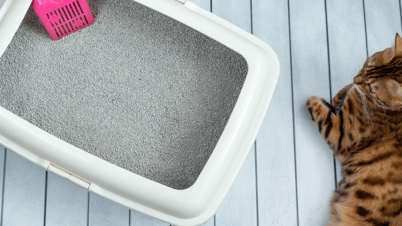 Kedi Kumları! En İyi 8 Kedi Kumu Tavsiyesi