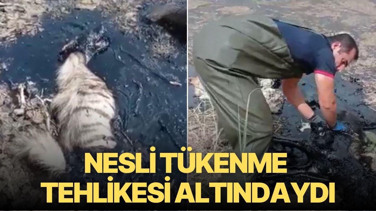 Batman’da Nesli Tükenme Tehlikesi Altındaki Çizgili Sırtlan Petrol Atığında Öldü