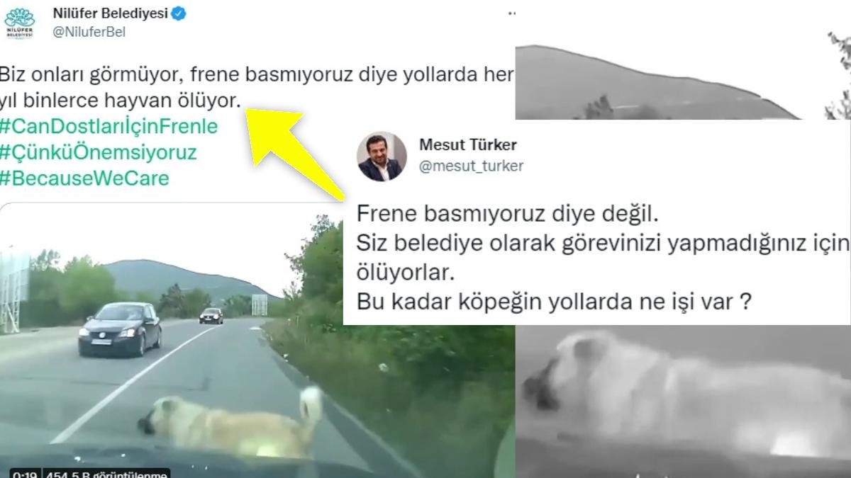 Nilüfer Belediyesi’nin Sosyal Medyada Gündem Olan ‘Can Dostları İçin Frenle’ Paylaşımı Tepkilerin Odağında!