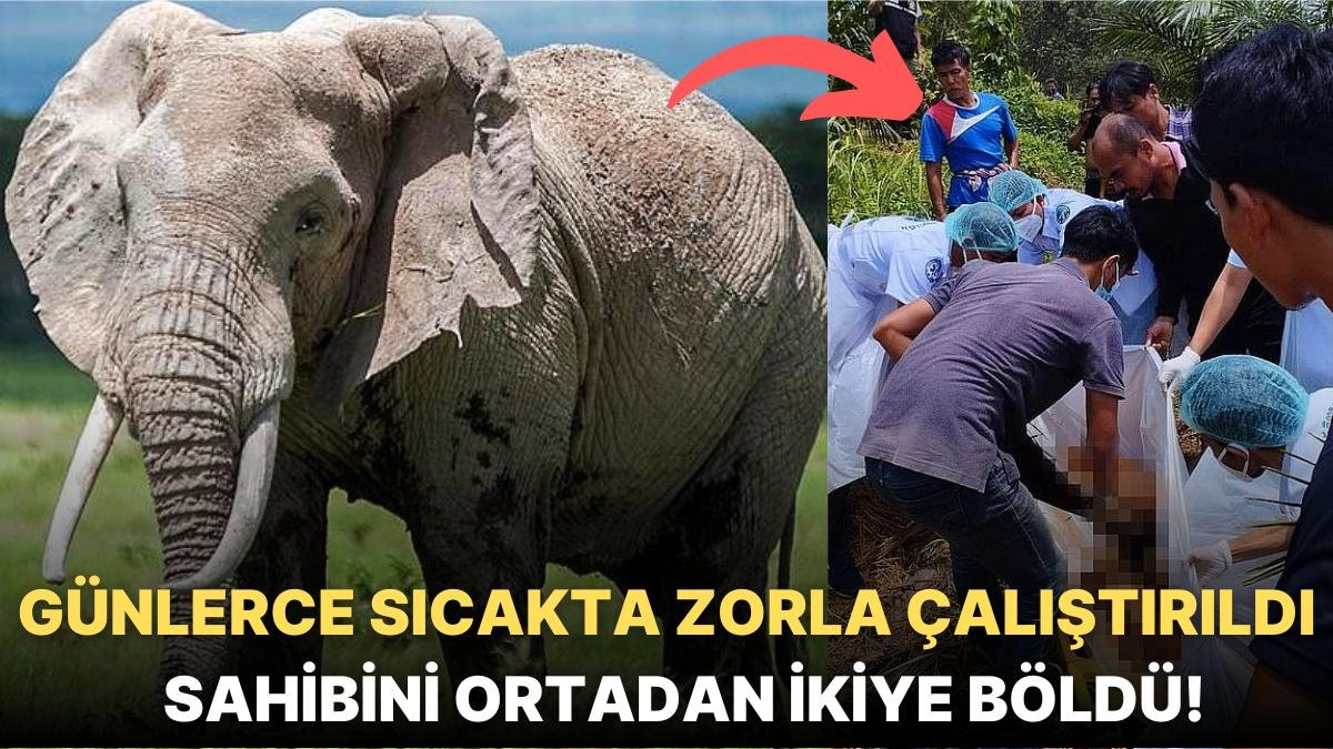 Tayland’da 4 Gün Boyunca Durmaksızın Çalıştırılan Fil Aşırı Sıcaktan Bunalınca Sahibini Ortadan İkiye Böldü!