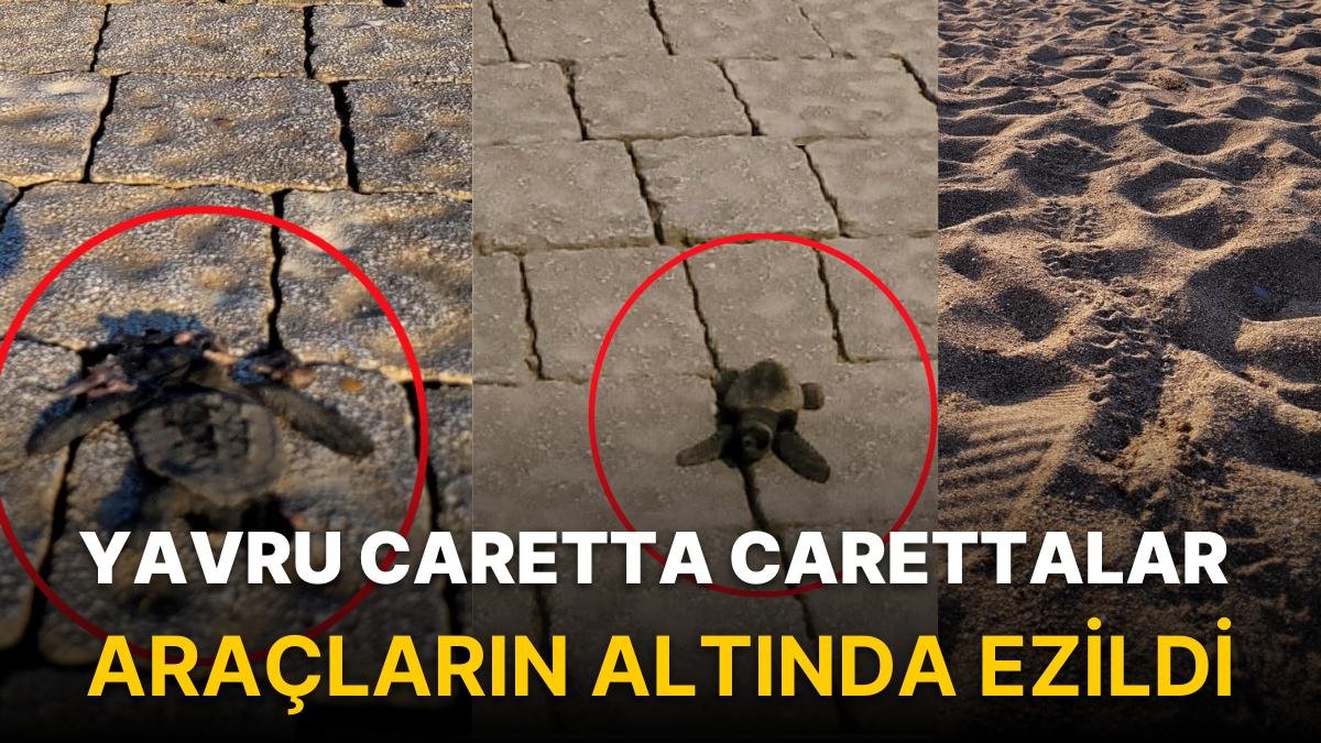 Yumurtadan Çıkan Yavru Caretta Carettalar Araçların Altında Ezildi