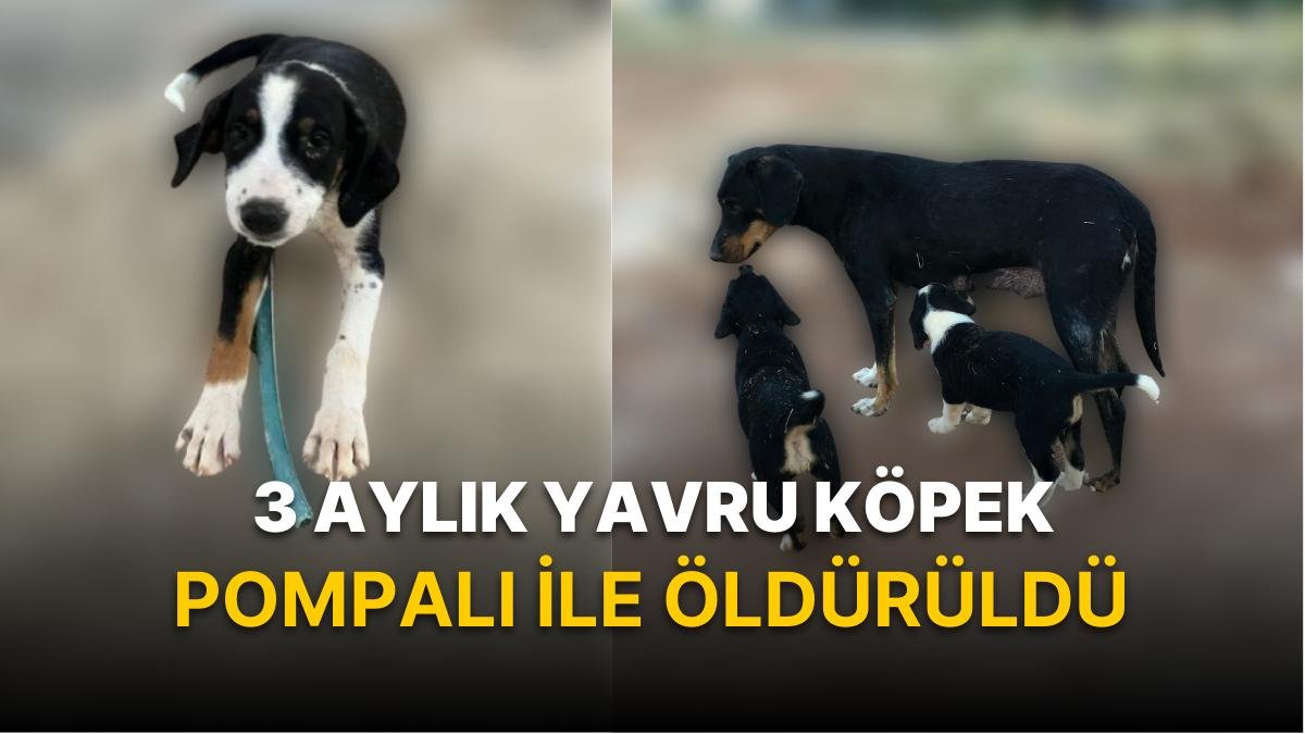 ‘Tavuklarıma Saldırdı’ Deyip Yavru Köpeği Öldürdü! Hayvanseverler Hapis İstiyor