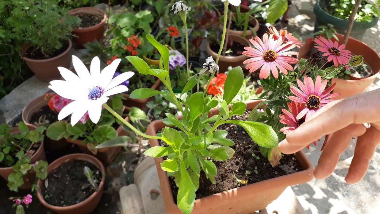 Bodrum Papatyası Nasıl Bir Çiçek? Bakımı Nasıl Yapılır?