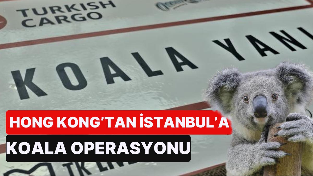 THY’den Sıra Dışı Bir Kurtarma Operasyonu: Nesli Tükenmekte Olan ‘Yani’ Adlı Koala Uçakla Transfer Edildi