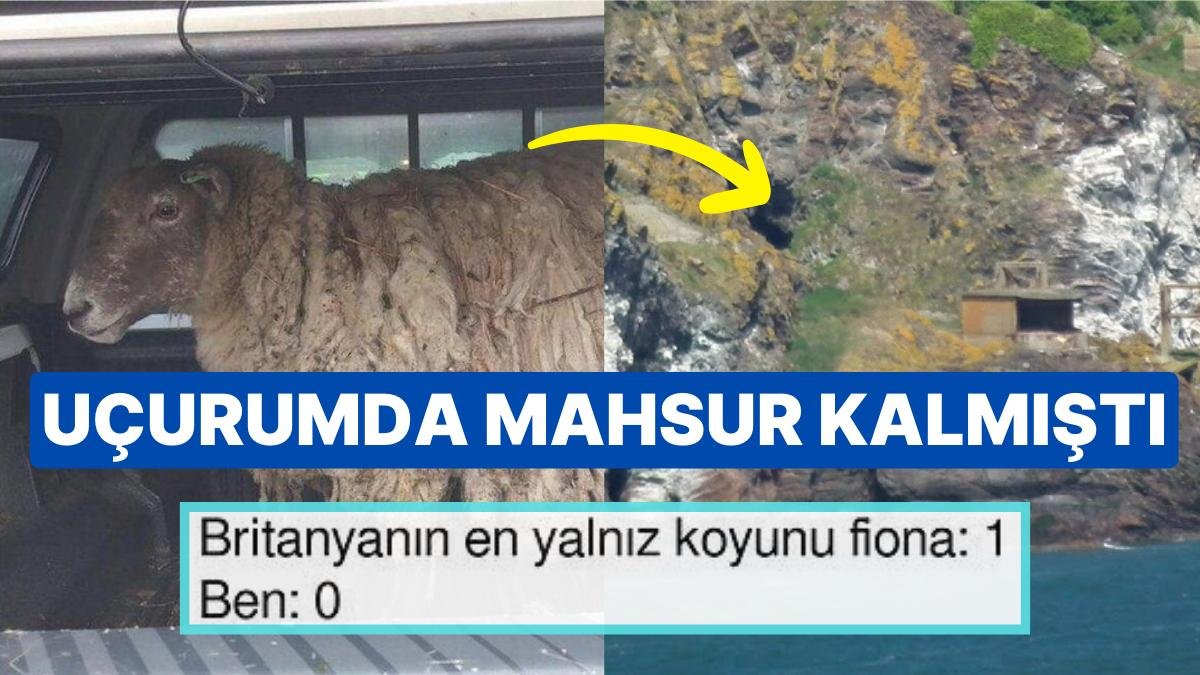 Britanya’nın “En Yalnız Koyunu” İki Yılın Ardından Sonunda Kurtarıldı
