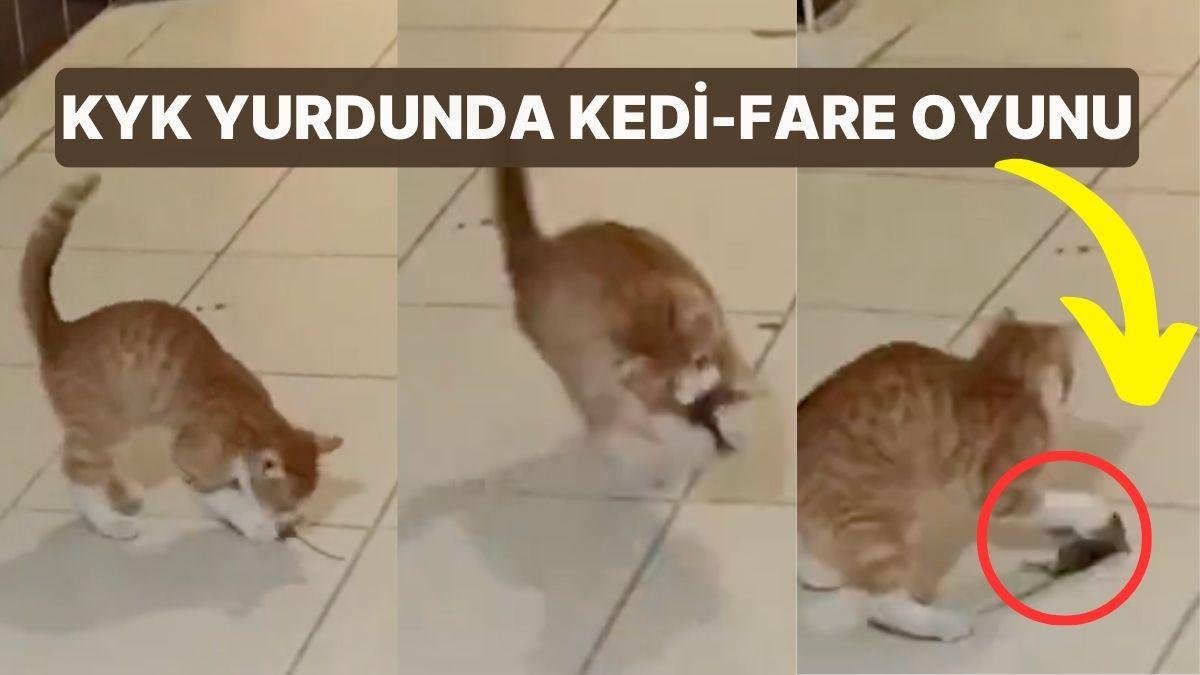 Öğrenciler ‘Esir Kampından Farksız’ Diyerek İsyan Etti! KYK Yurdunda Kedi-Fare Oyunu