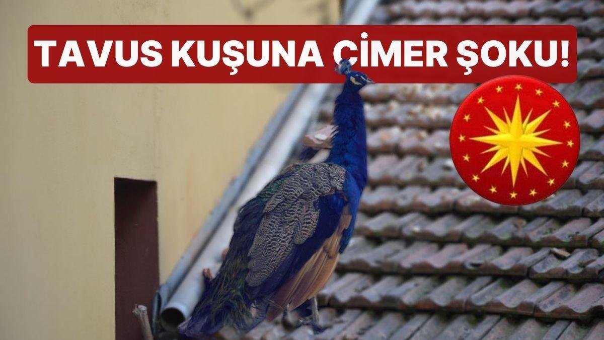 Tavus Kuşuna CİMER Şoku! ‘Daha Önce de Cami Bahçesinde Tekmelendi’