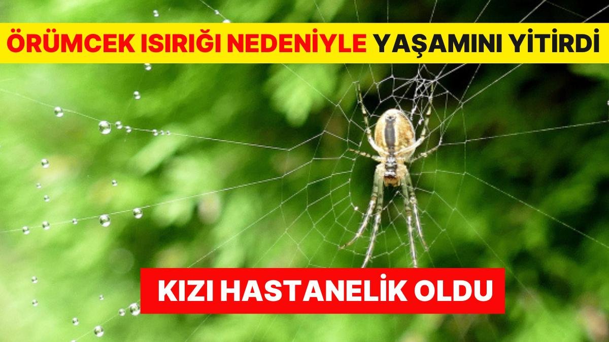 Ünlü Şarkıcıdan Kötü Haber: Örümcek Isırığı Nedeniyle Yaşamını Yitirdi, Kızı Hastanelik Oldu