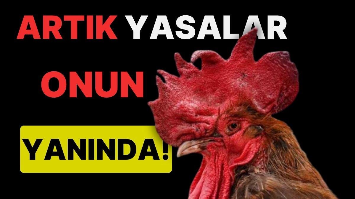 Artık Yasalar Onun Yanında! ‘Vakitsiz’ Öten Horozun Hakları Koruma Altına Alındı