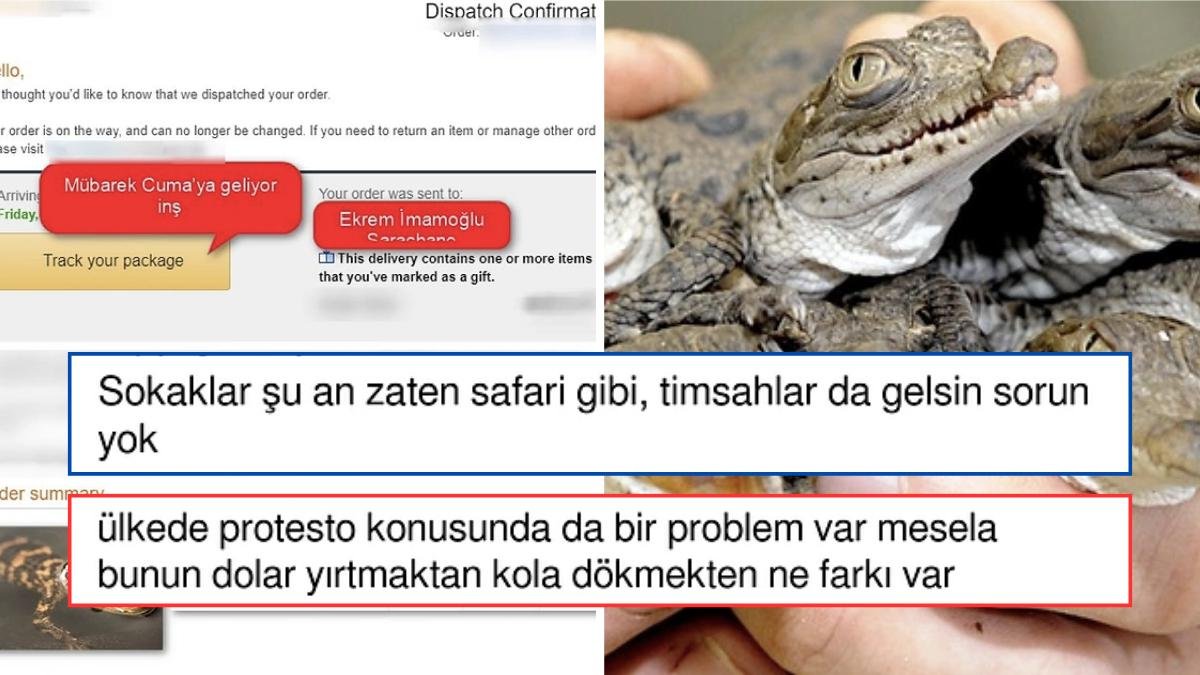 Bir Vatandaş Başıboş Köpek Sorunu için Yurt Dışından Timsah Sipariş Edip Boğaz’a Salacağını Açıkladı