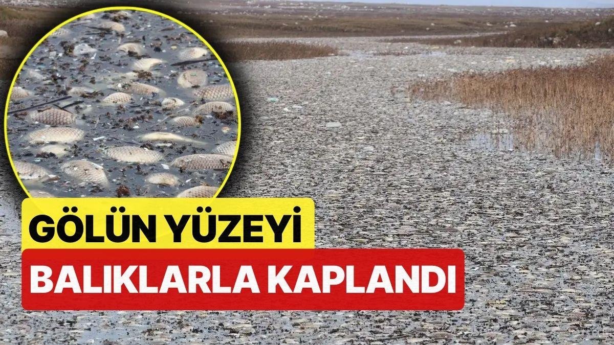 Gaziantep’te Korkutan Manzara! Gölün Yüzeyi Ölü Balıklarla Kaplandı