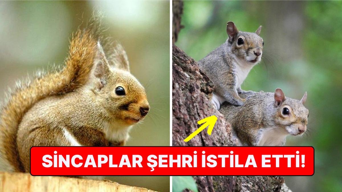 Japonya’daki Antik Kamakura Şehrinde Ahşap Binalara Zarar Verdikleri İçin Sincaplar Yok Edilecek