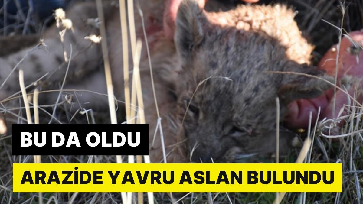 Siverek’te Garip Olay: Kayıp Aslan Yavrusu Hayatını Kaybetti