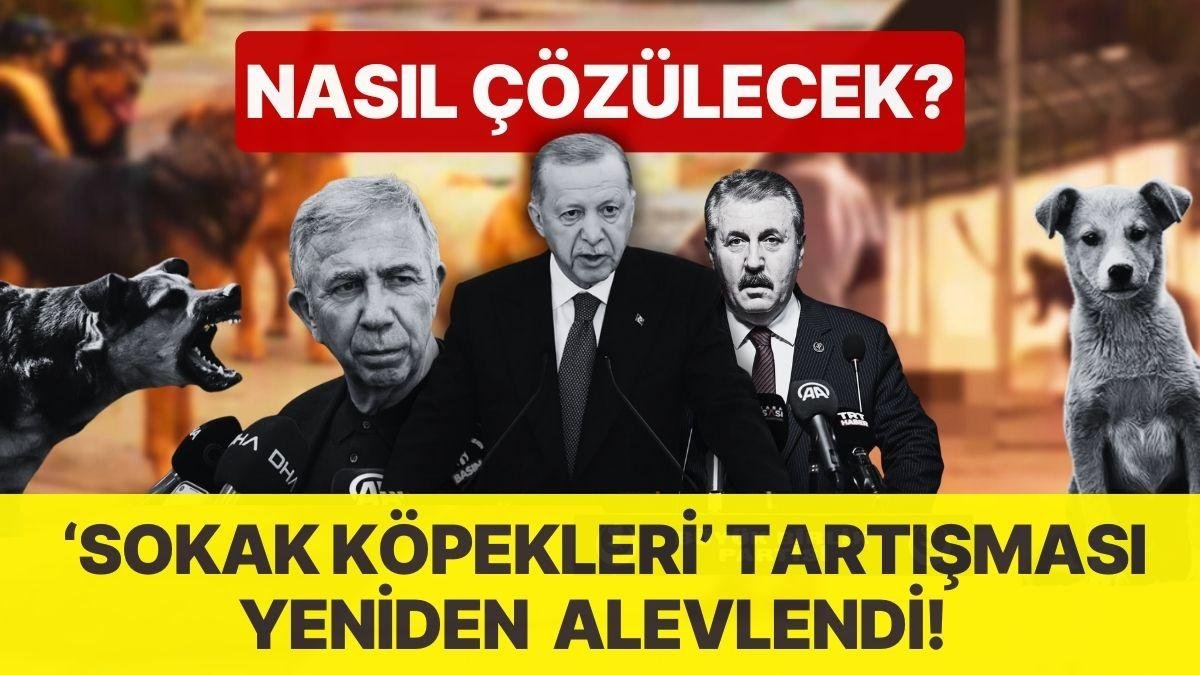 ‘Sokak Köpekleri’ Tartışması Yeniden Alevlendi! Siyasiler, Hayvanseverler ve Vatandaşların Çözüm Önerisi Ne?