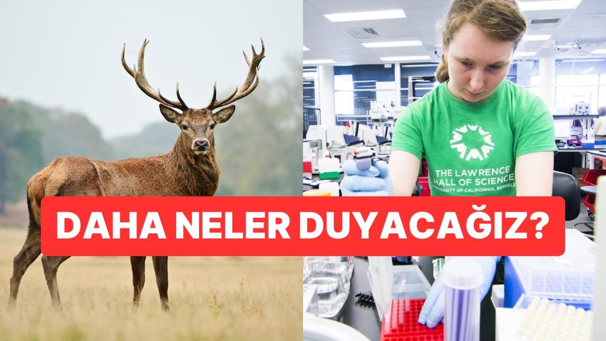 “Yavaş İlerleyen Bir Felaket” Dediler: Bilim İnsanlarından Zombi Geyik Hastalığı Uyarısı
