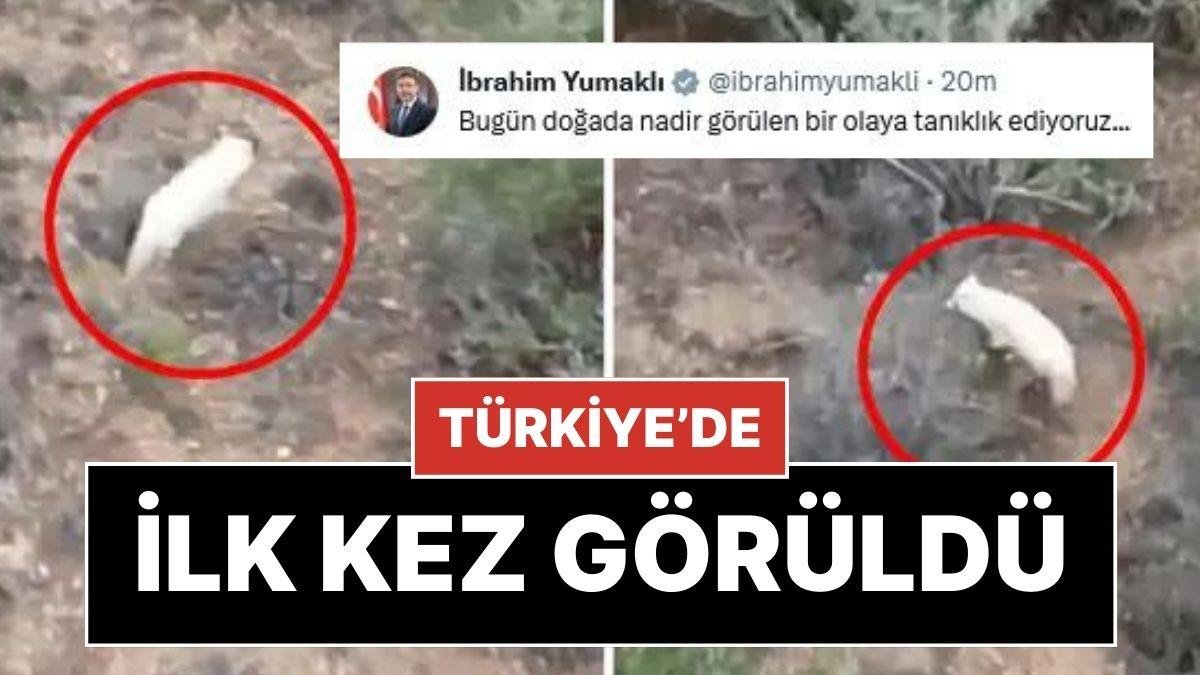 Bakan Yumaklı Görüntüleri Paylaştı: Türkiye’de İlk Kez Albino Çakal Görüntülendi