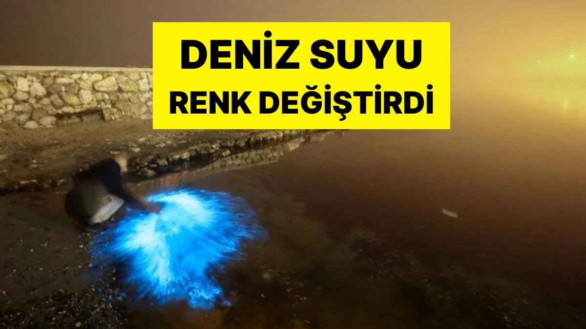 Marmara Denizi’nde Plankton Patlaması! Sahile Akın Ettiler: Denizin Rengi Değişti