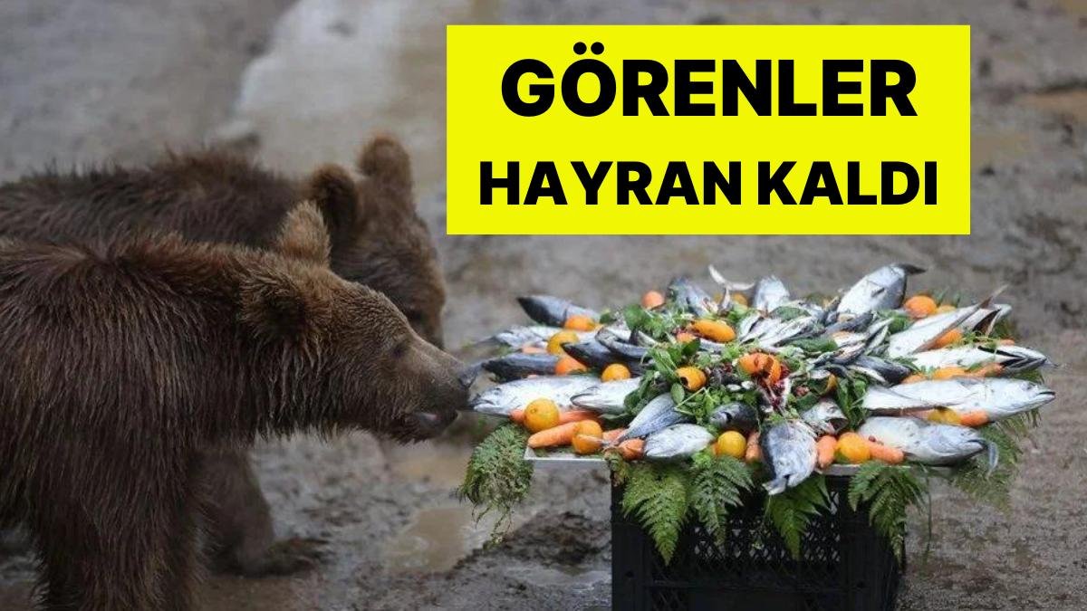 Görenler Hayranlar Kaldı! Yüzleri Gülümseten Görüntü: Yavru Ayılara Doğum Günü Sürprizi