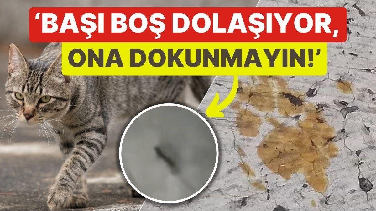 Kimyasal Variline Düşen Kedi Kentte Panik Yarattı! ‘Başıboş Dolaşıyor, Lütfen Ona Dokunmayın’