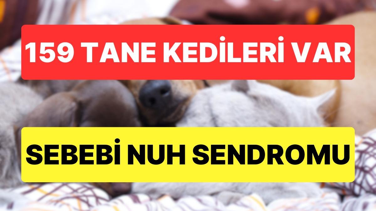 Evlerinde 159 Kedi Vardı: Nuh Sendromu Teşhisi Konulan Çiftin Hayvan Beslemesi Artık Yasak