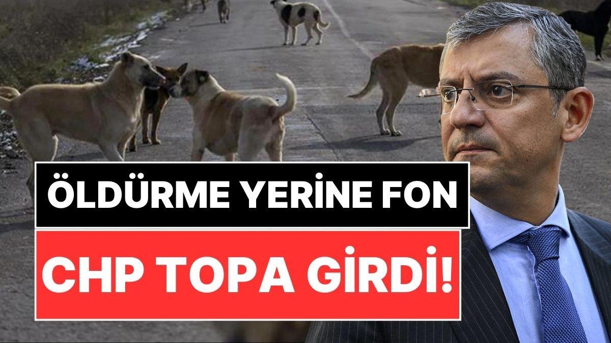 Toplu Öldürme Tasarısı Büyük Tepki Çekmişti: CHP’den Sokak Köpekleri İçin Fon Önerisi
