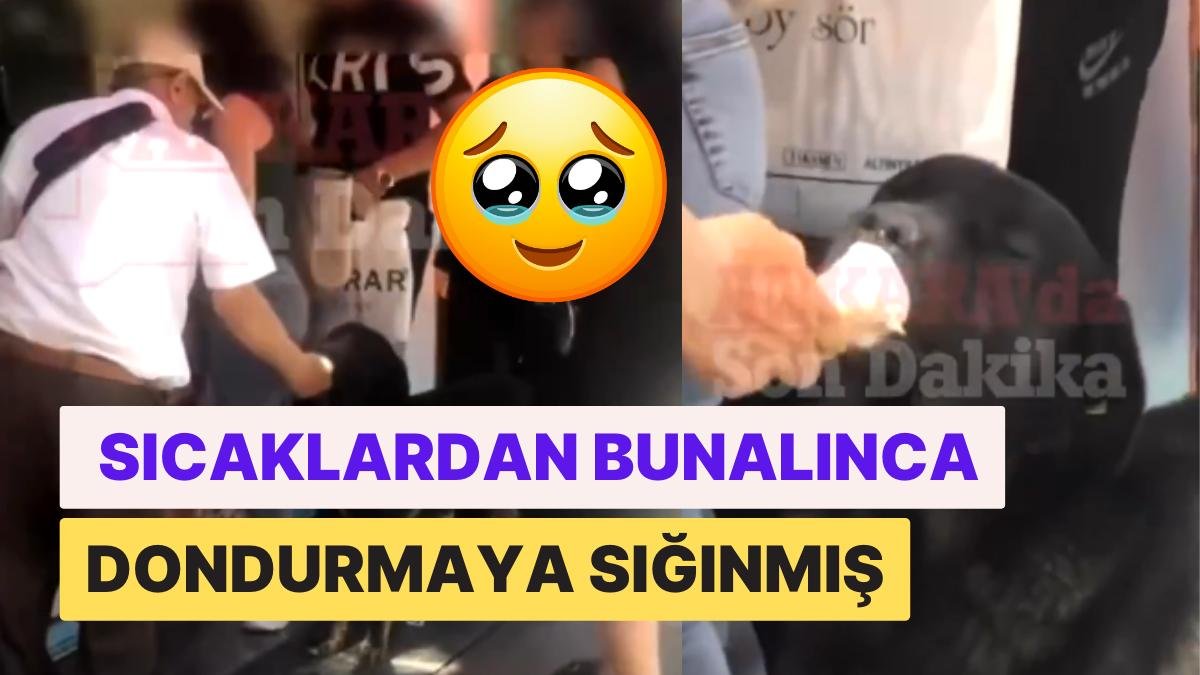 Ankara’da Bir Vatandaş Sıcaktan Bunalan Sokak Köpeğine Dondurma Yedirdi