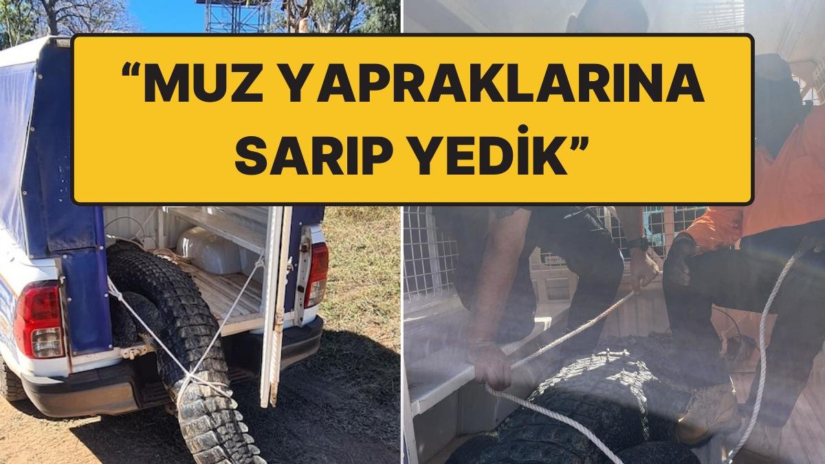 Avustralya’da 3.6 Metre Boyunda Timsah Öldürüldü: “Etiyle Güzel Bir Ziyafet Çektik”