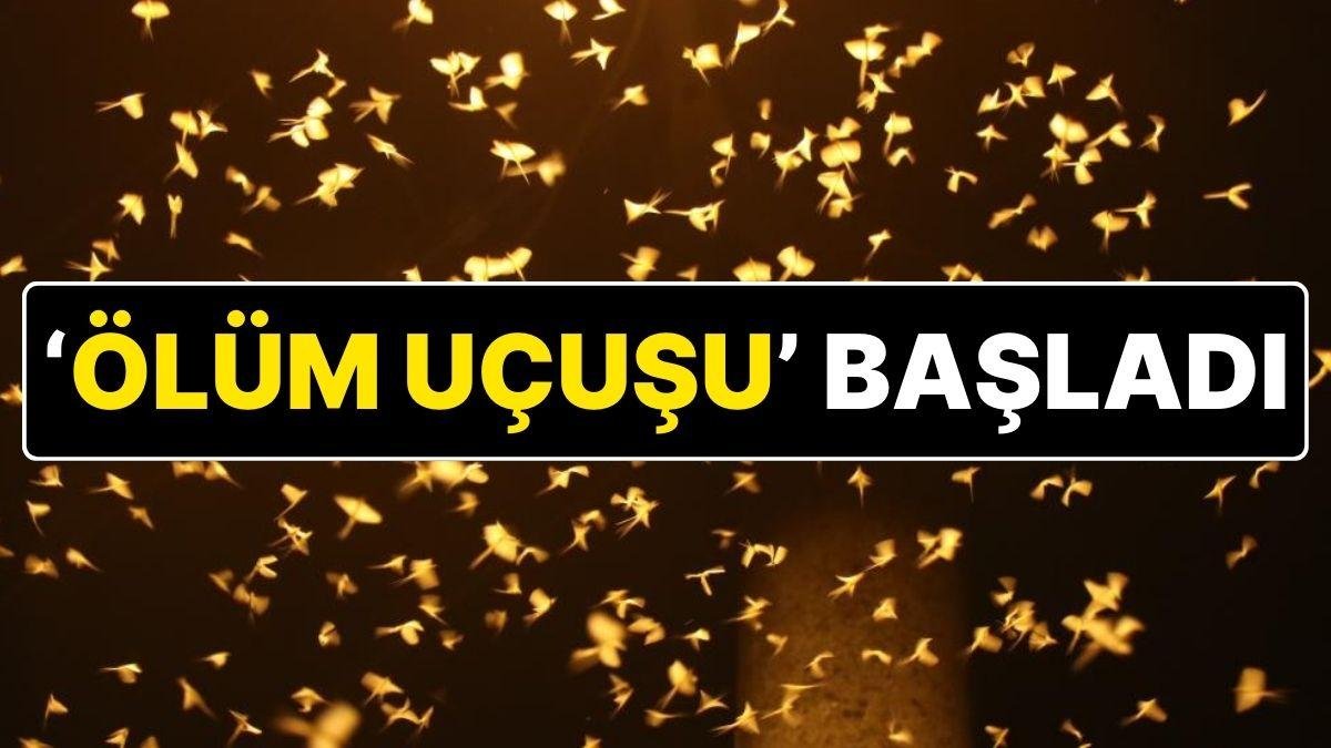 ‘Bir Gün Sinekleri’nin ‘Ölüm Uçuşu’ Başladı: Yüzbinlerce Beyaz Kelebek ‘Çiftleşerek’ Öldü!