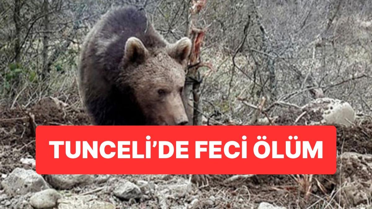 Tunceli’de Feci Ölüm: Ayı Saldırısında Hayatını Kaybetmiş