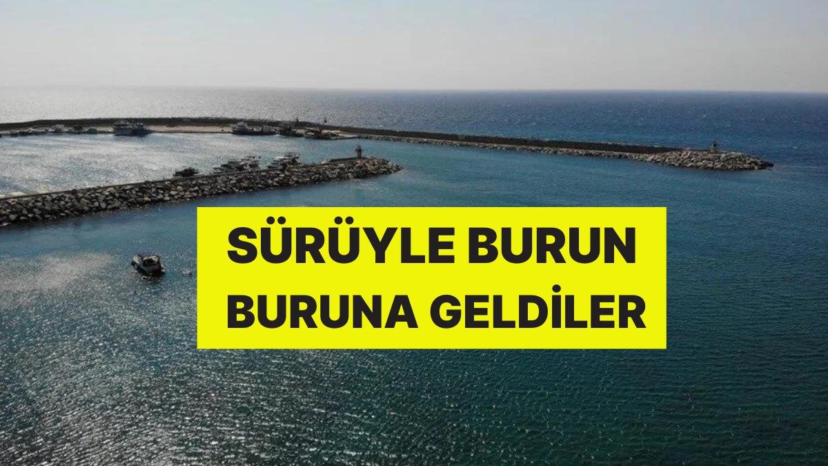 Akdeniz’de Köpek Balığı Paniği: Dalgıçlar, Sürüyle Burun Buruna Geldi