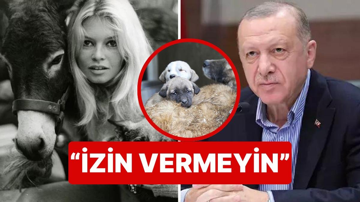 Fransız Hayvan Hakları Savunucusu Brigitte Bardot’dan Cumhurbaşkanı’na Sokak Hayvanları Çağrısı!