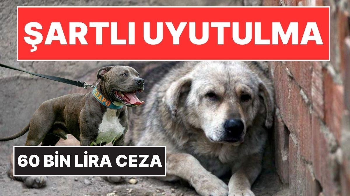 Sokak Köpeklerinin Uyutulmasına İlişkin Yeni Karar: Kurul Onayı Şartı!