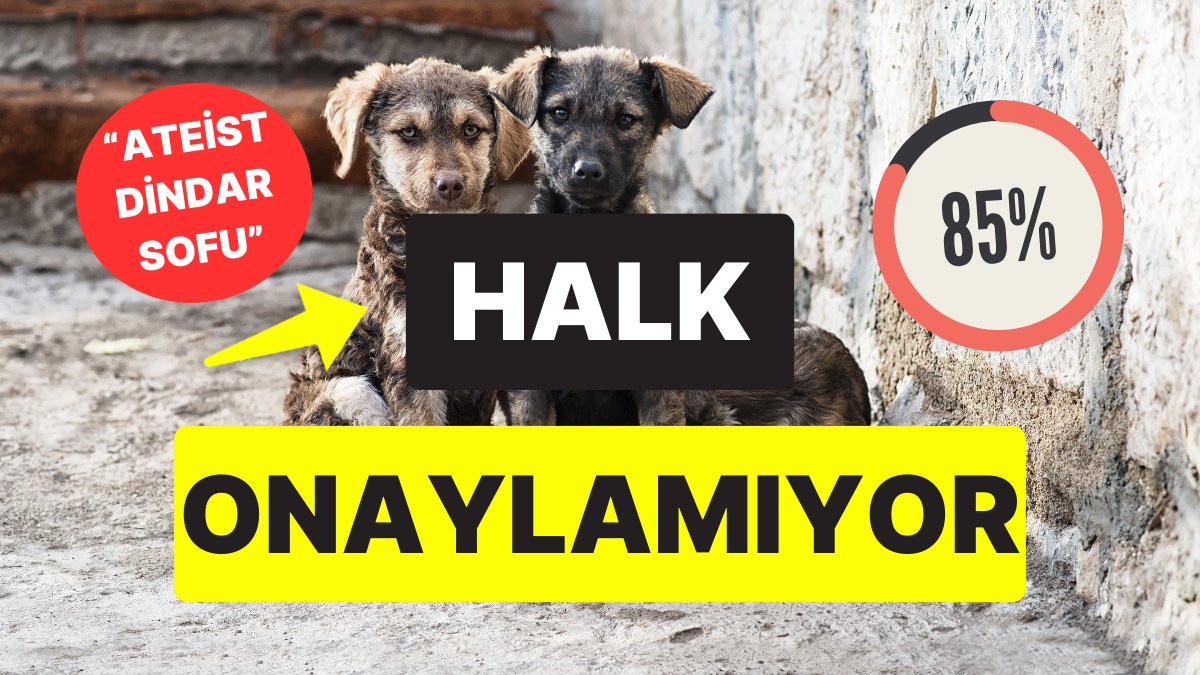 Toplumun Yüzde 85’i Karşı: Vatandaşlarımız Sokak Hayvanları Düzenlemesi Hakkında Ne Düşünüyor?