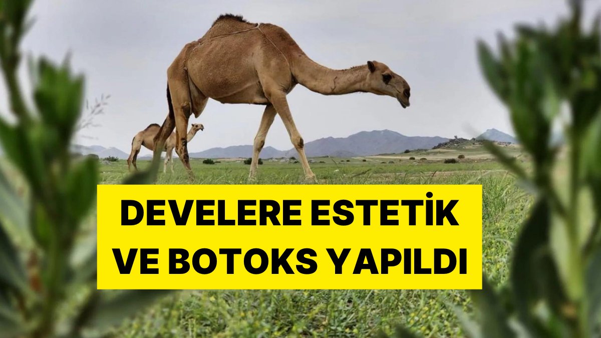 Böylesi Ne Duyuldu Ne de Görüldü: Suudi Arabistan’da 27 Deveye Estetik, 16’sına Botoks Yapıldı