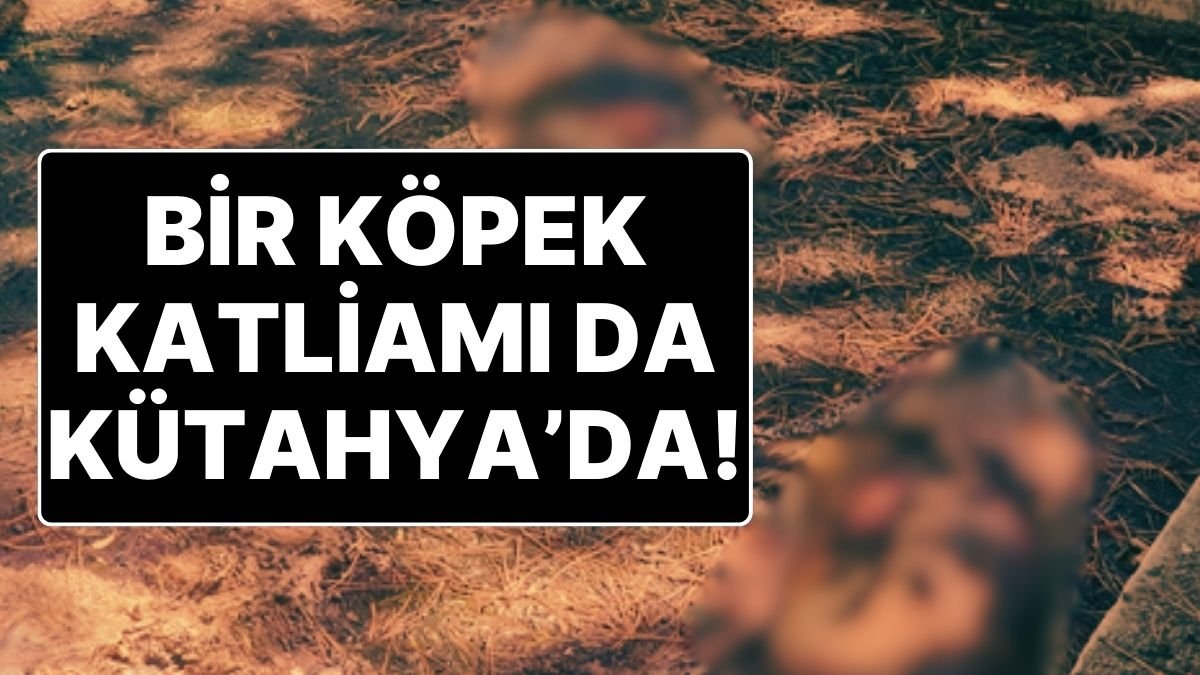 Kütahya’da 13 Köpeği Canlı Canlı Sulama Havuzuna Atmışlar! Çıkmak İçin Çabalamışlar Ama Yapamamışlar!