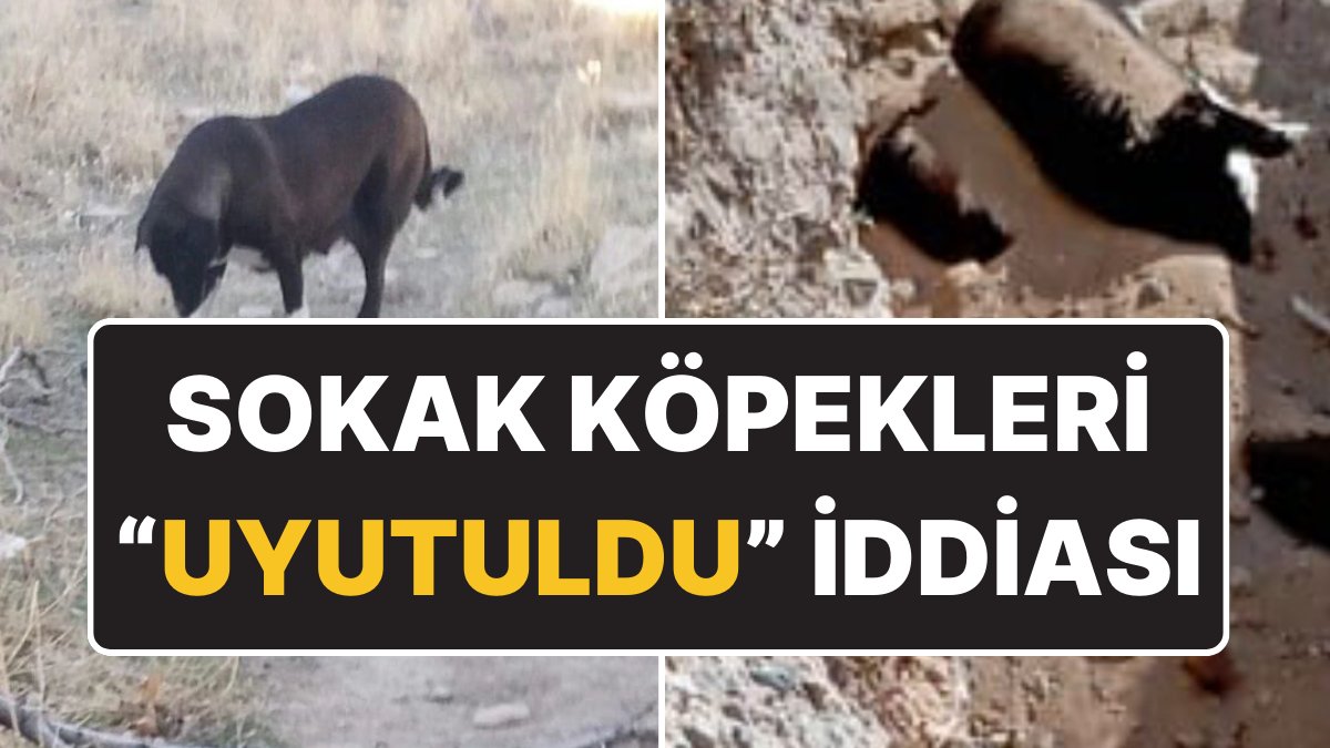 Niğde’deki Hayvan Katliamı İçin Suç Duyurusu: Belediye Kedi ve Köpekleri “Uyutup” Gömüyor İddiası