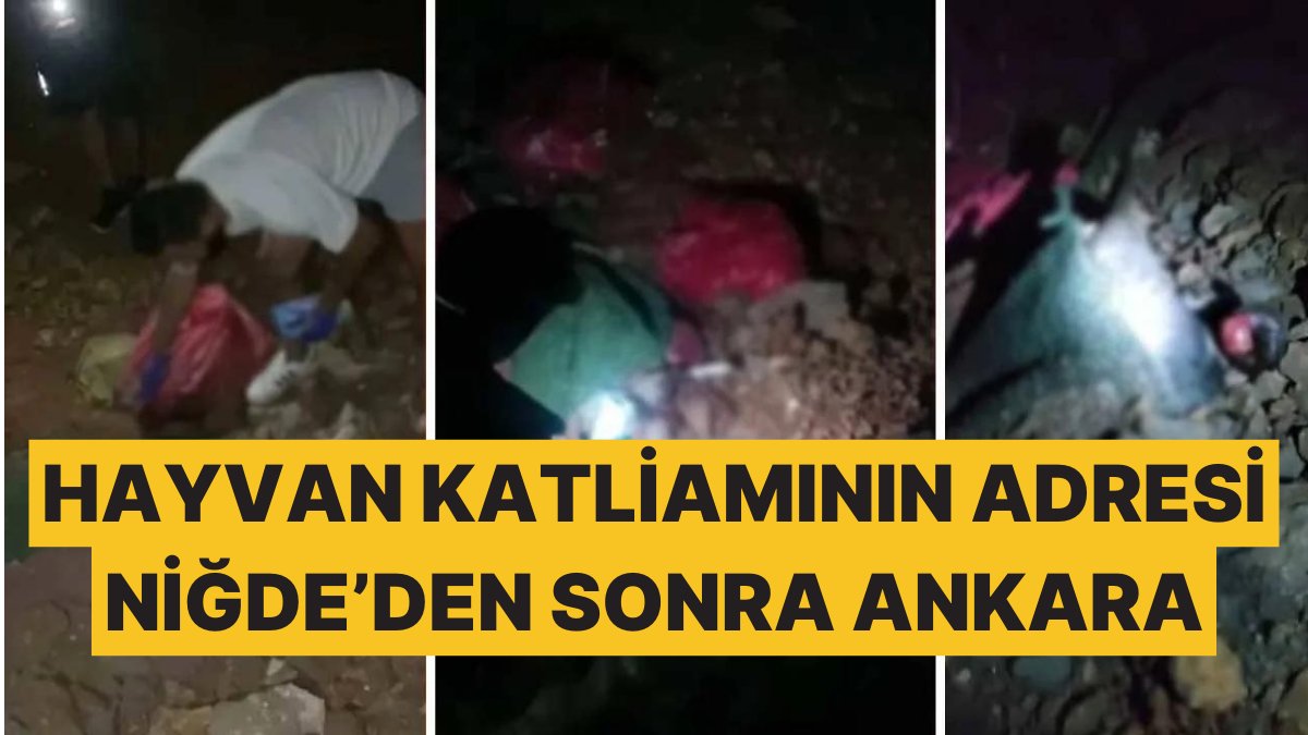 Niğde’deki Katliamın Şoku Yaşanırken Bir Haber de Ankara’dan Geldi: Köpekleri Parçalayarak Öldürmüşler