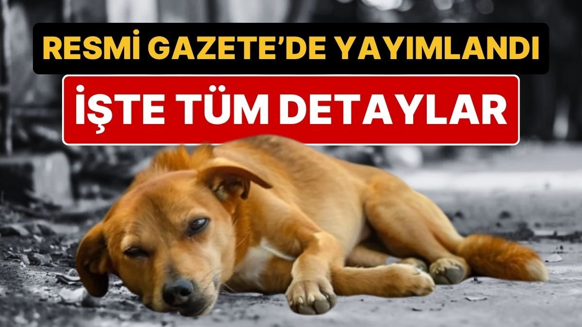 Sahipsiz Sokak Hayvanlarına Yönelik Kanun Resmi Gazete’de Yayımlandı