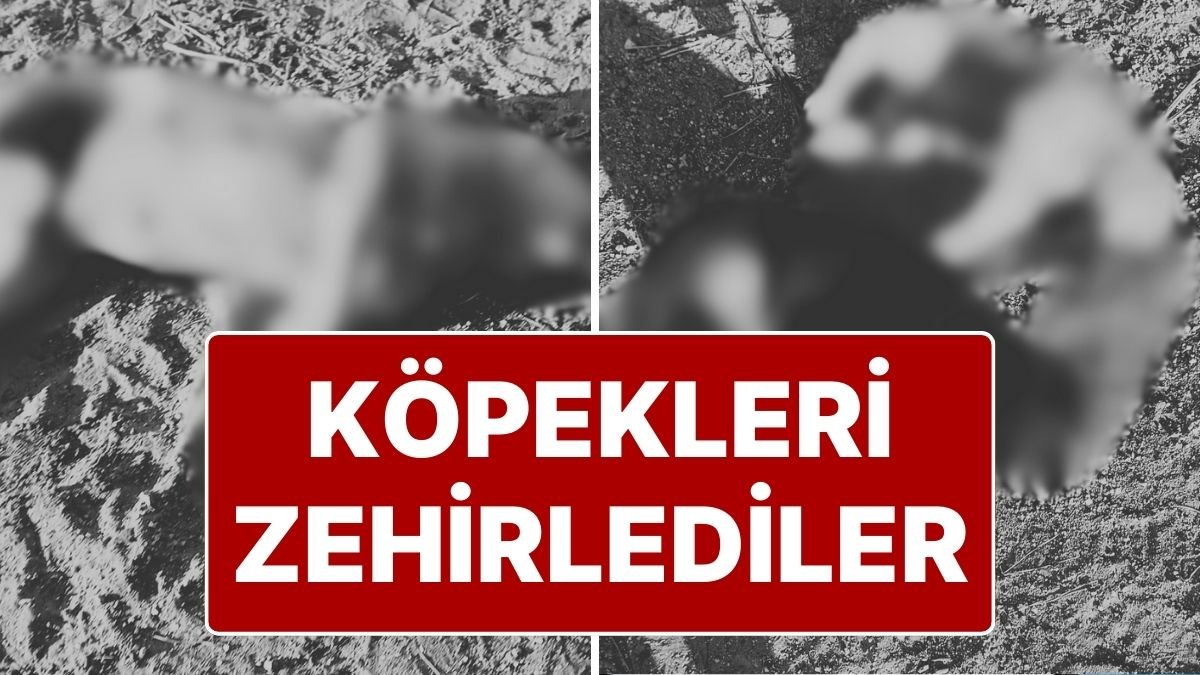 Silivri’de ‘Sokak Köpeklerini Zehirlediler’ İddiası: Köpeklerin Yanında Poşette Et Bulundu!