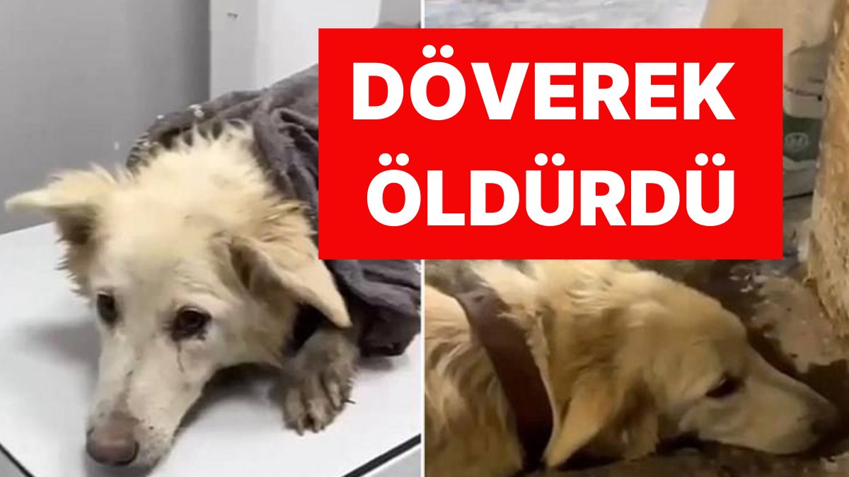 ‘Boncuk’ İsimli Köpeği Döverek Öldüren Caniye Ödül Gibi Ceza