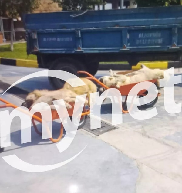 Alaşehir'de Köpek Katliamı İddiası ve Cesetlerin Çöp Arabasına Atılması