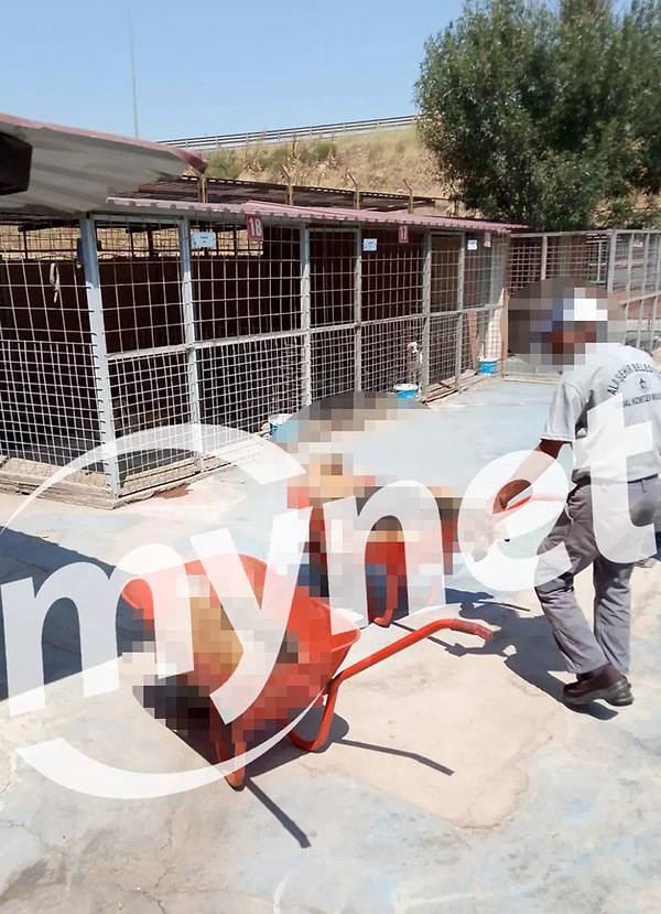 Alaşehir'de Köpek Katliamı İddiası ve Cesetlerin Çöp Arabasına Atılması